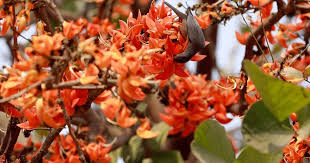 আজ পহেলা ফাল্গুন ও ভালোবাসা দিবস