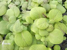 Image result for Utricularia benjaminiana