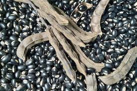 Image result for Mucuna