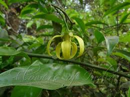 Image result for Artabotrys likimensis