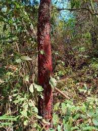 Image result for Copaifera