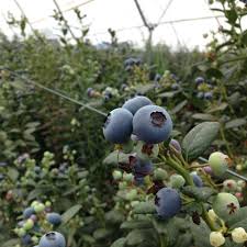 Resultado de imagen para Coffs costa australia