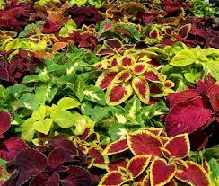 Image result for Coleus meyeri