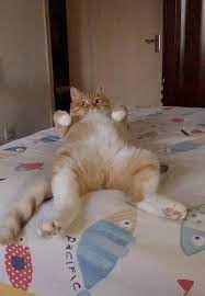 why does my cat keep meowing 動画 かわいいペット 面白いペット かわいい猫