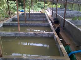 Bagi para peternak ikan lele, kolam terpal menjadi salah satu alternatif disaat lahan yang digunakan untuk budidaya ikan terbatas. Cara Terlengkap Budidaya Ikan Lele Di Kolam Tembok