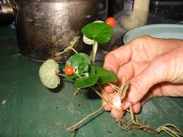 Image result for Geophila repens