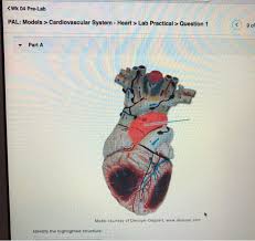 Solved Wk 04 Pre Lab Pal Models Cardiovascular System Chegg Com