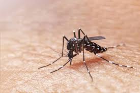 How much does pest control cost? How Much Does A Mosquito Treatment Cost Mosquito Control