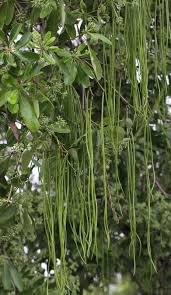 Image result for Alstonia