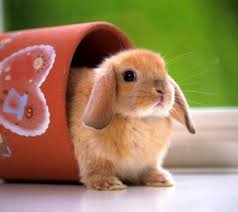 Maybe you would like to learn more about one of these? Funny But Cute Animal Pictures The Best Animal Wallpapers