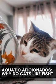 According to the cat fancier's association, there are many cat breeds that like to get wet, to varying degrees. Aquatic Aficionados Why Do Cats Like Fish Cats Funny Cute Cats Beautiful Cats Pictures