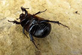 Image result for Pentodon