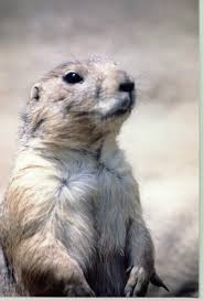 Colorado State Government Wildlife Colorado Prairie Dog