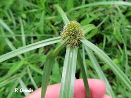Image result for Cyperaceae