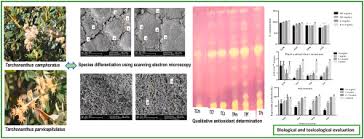 Image result for Tarchonanthus trilobus