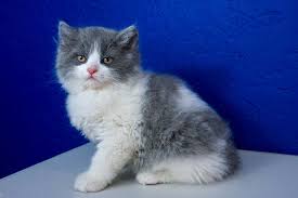 Find cats & kittens for sale, for rehoming and for adoption from reputable breeders or connect for free with eager buyers uk at freeads.co.uk, the cat & kitten classifieds. Pin On Ragdolls