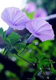 Don T Wait Life Goes Faster Than You Think Purple Flowers Morning Glory Flowers Purple Garden