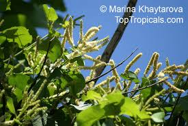 Image result for Combretum sp. A