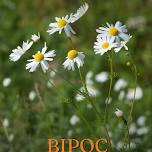 In Bloom: A BIPOC Healing Circle with Amanda Benjamin