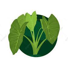 Karena daun talas memilki bulu yang kasar, dan kasat. Daun Talas Gambar Png File Vektor Dan Psd Unduh Gratis Di Pngtree