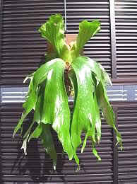 Image result for Platycerium stemaria