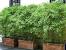 Potted Privacy Trees