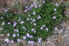 Comment brachyscome multifida is a bushy perennial herb, widespread in a variety of habitats including grassland and open forest, often in rocky areas. Brachyscome Multifida Cut Leaf Daisy Paten Park Native Nursery
