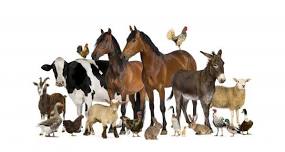 mySummer: Conoce animales con Spurs Academy
