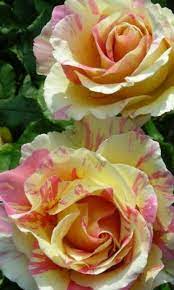 Rosas Con Matices Flores Exoticas Imagenes De Flores Jardin De Flores