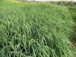 Image result for Digitaria complanata