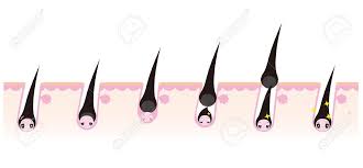 If this is your first time. Image Character Of The Hair Growth Cycle Royalty Free Cliparts Vectors And Stock Illustration Image 40609581