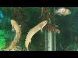 Juvenile Bichir Eating Bloodworms Youtube Rare Fish Fish Pet Fish Tank
