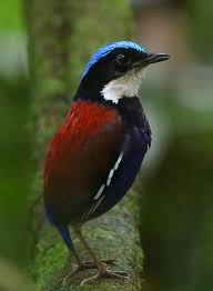 Image result for Burttia prunoides