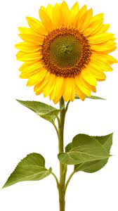 Sunflower Png Sunflower Pictures Sunflower Illustration Small Sunflower