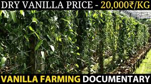 Vanilla Farming Vertical Column Vanilla Cultivation Discover Agriculture