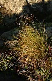 Image result for Pentameris