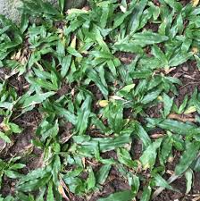 Image result for Axonopus