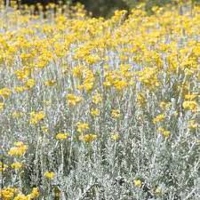 Image result for Helichrysum rhodellum