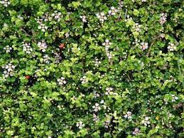 Image result for Malpighia