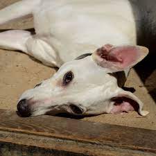 Check spelling or type a new query. How To Stop Your Pandemic Puppy From Going Loco As Lockdown Lifts Wired Uk