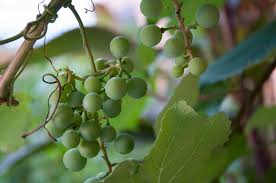 Image result for grapevine cuttings