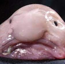 Maybe you would like to learn more about one of these? Hasslich Hasslicher Am Hasslichsten Der Blobfisch Welt