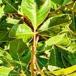 Image result for Searsia tomentosa