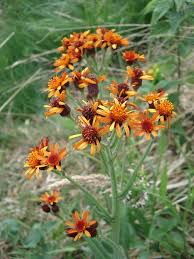 Image result for Gutenbergia polycephala