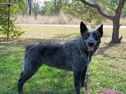 They will be eight weeks old in the middle of july, contact me for exact date. Australian Stumpy Tail Cattle Dog Globerove Com