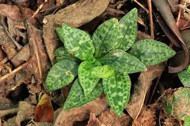 Image result for Goodyera