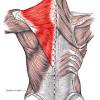 The trapezius and latissimus dorsi muscles connect the upper limb to the vertebral column. 1