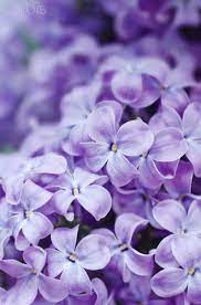 Purple Lilac Flowers Close Up 42 51343438 Royalty Free Stock Photo Corbis Lilac Flowers Purple Flowers Purple Lilac