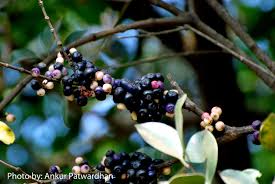 Image result for Memecylon myrianthum