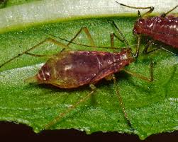 Image result for Macrotyloma tenuiflorum